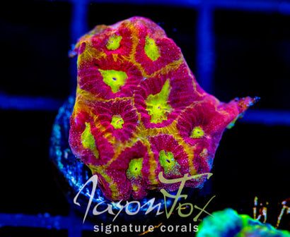 WWC BLOOD DIAMOND FAVIA