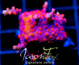 JF PINK BRANCHING CYPHASTREA