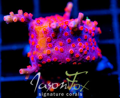 JF PINK BRANCHING CYPHASTREA