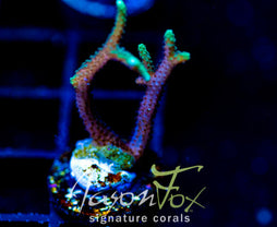 JF GLOWING FINGERS BN