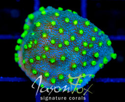 JF LIME TIME ASTREOPORA