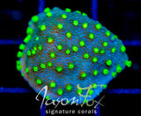 JF LIME TIME ASTREOPORA