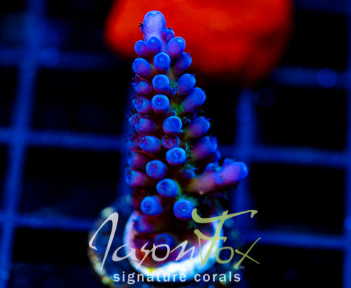 JF FRANKIES KRYPTONITE ACRO