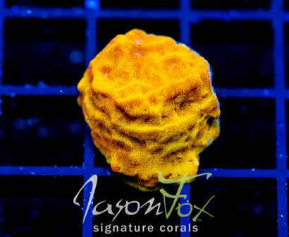 JF BLINDING ORANGE LEPTO