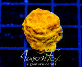 JF BLINDING ORANGE LEPTO