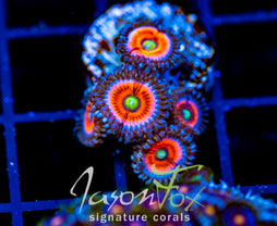 EVERLASTING GOBSTOPPERS PALYS