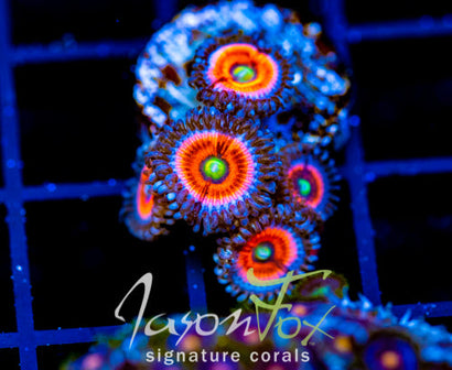 EVERLASTING GOBSTOPPERS PALYS