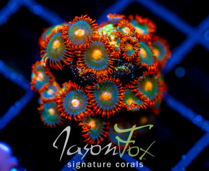 GATORAIDES ZOAS