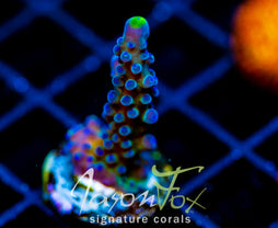 WWC YELLOW TIPS ACRO