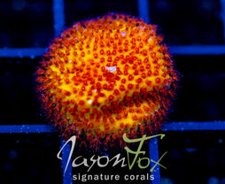 JF BURNING BANANA STYLO