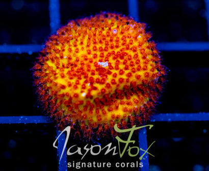 JF BURNING BANANA STYLO