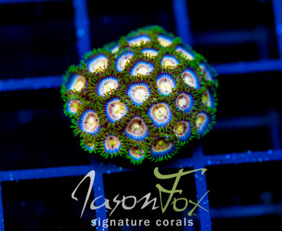 CC LAZER LEMONS ZOAS