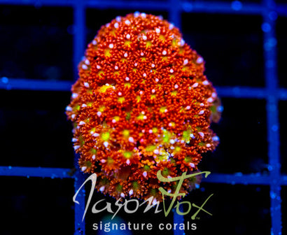 JF KALEIDOSCOPE GONI