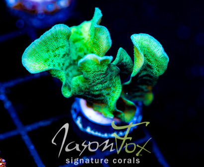 JF JUNGLE GYM BRANCHING LEPTO