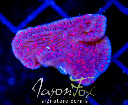 RRC RED ROSES  MONTI CAP