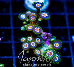 JF STARGAZERS ZOAS