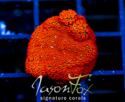 JF REVERSE SUNSET MONTI