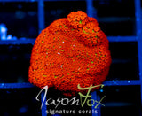 JF REVERSE SUNSET MONTI