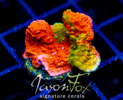 WWC GRAFTED MONTI CAP