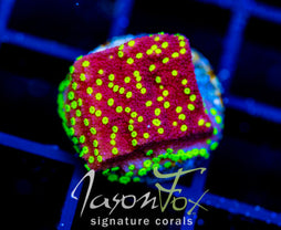 JF YELLOW FEVER MONTI