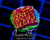 JF YELLOW FEVER MONTI