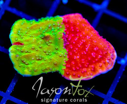 WWC GRAFTED TURBICULATA