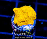 JF ELECTRIC ORANGE LITHO