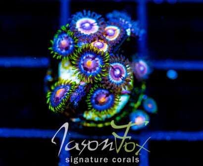 JF SONIC FLARE COMBO