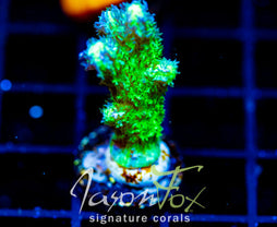 JF GREEN BRANCHING HYDNO