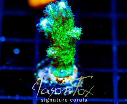 JF GREEN BRANCHING HYDNO