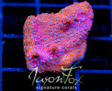 GB SEVEN HEAVENS MONTI