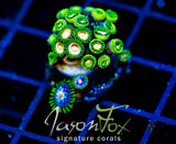 CC LAZER LEMONS COMBO