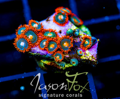 GATORAIDES ZOAS