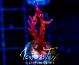 TYREE RED DRAGON ACRO