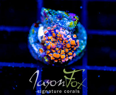 JF LAVA DOME MUSHROOM