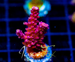 RRC PINK CADILLAC ACRO