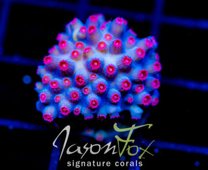 JF METEOR SHOWER CYPHASTREA