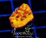 JF JACK O LANTERN LEPTO