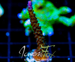 JF COOLERS CHAMPAGNE ACRO