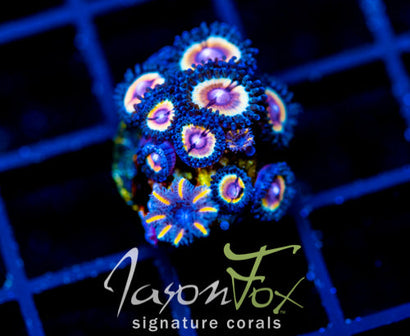 JF SONIC FLARE COMBO