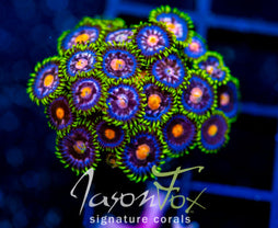 JF ASS MONKEYS ZOAS