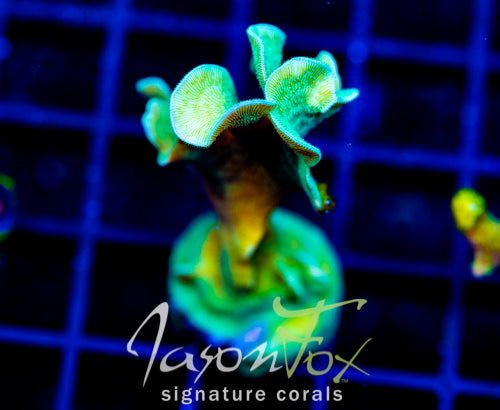 JF JUNGLE GYM BRANCHING LEPTO