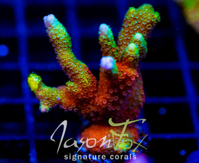 WWC CONTRABAND DIGI XL FRAG