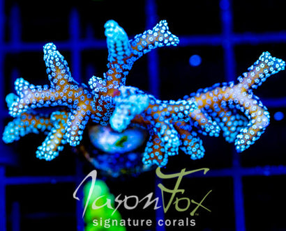 JF GREEN GODDESS BN XL FRAG