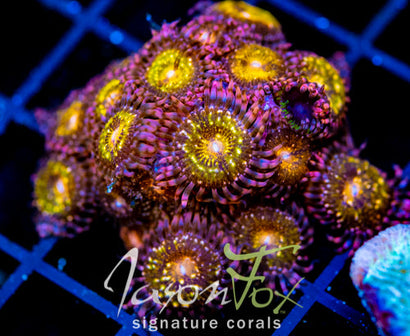 JF MOHICAN SUNS PALYS XL FRAG