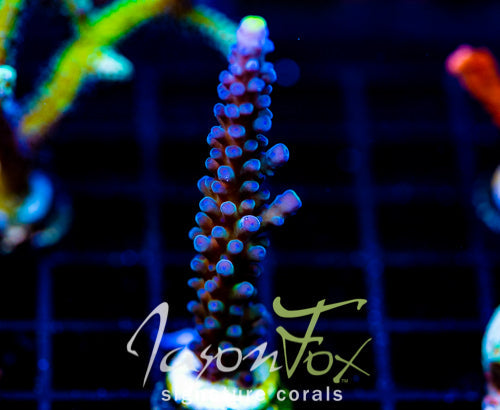 WWC YELLOW TIPS ACRO XL FRAG