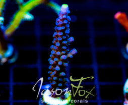 WWC YELLOW TIPS ACRO XL FRAG