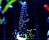 WWC YELLOW TIPS ACRO XL FRAG