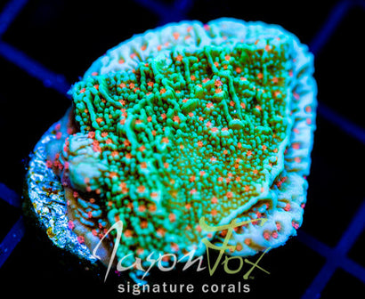 JF VOLCANIC ERUPTION MONTI