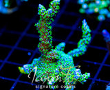 TUBS MONTI STELATTA XL FRAG